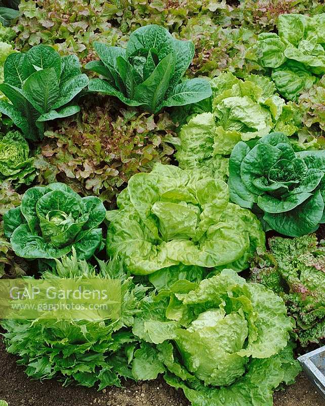 Salat Mischung / lettuce mixed