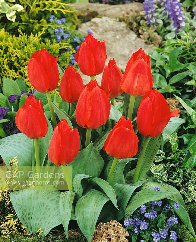 Tulipa greigii Margaret Herbst / Royal Splendour