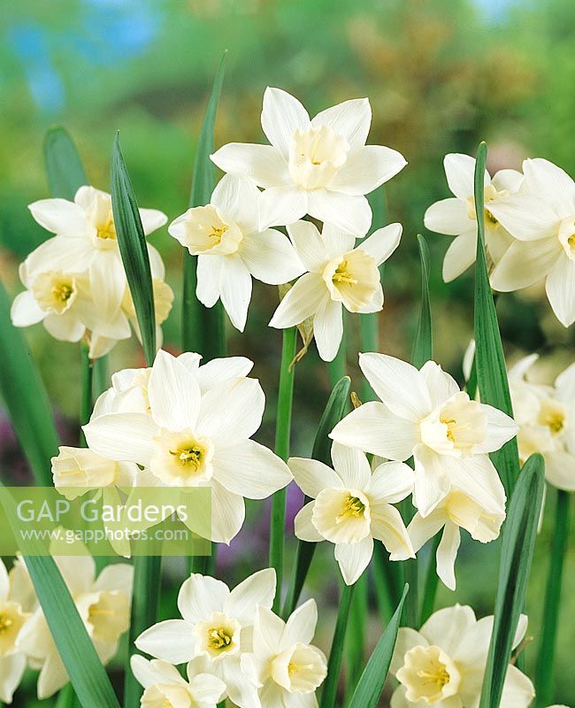 Narcissus jonquilla Sailboat