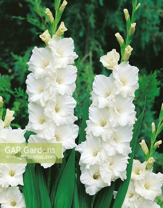Gladiolus Bangladesh