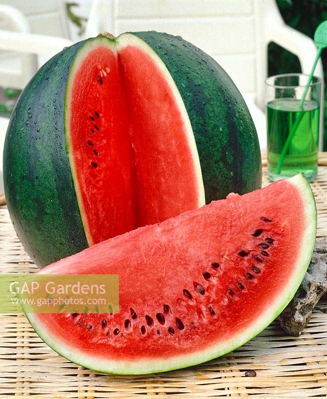Wassermelone F1 HYBRID