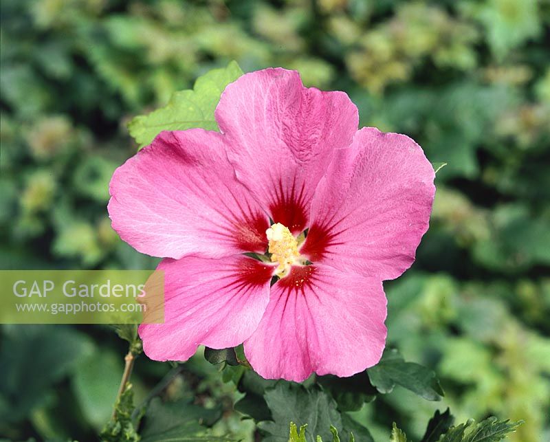 Hibiscus syriacus Violet Satin ®
