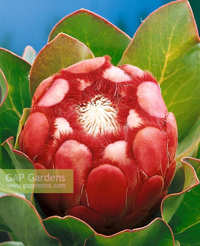 Protea grandiceps / Detail