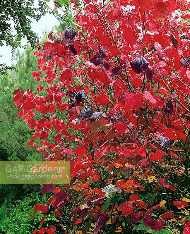 Disanthus cercidifolius / autumn