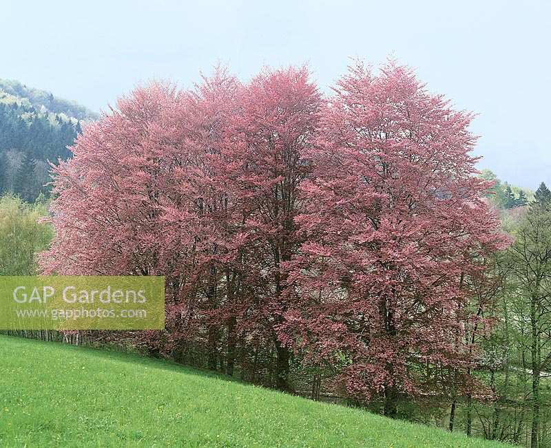 Laubbäume im Frühling / Landschaft