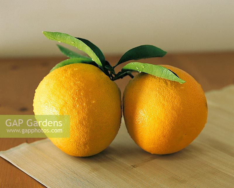 Grapefruit / Citrus x paradisi Oro Blanco