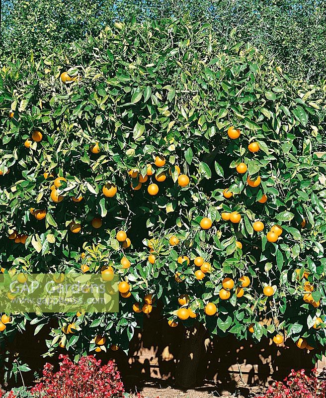 Orangenbaum / Citrus sinensis Valencia Orange