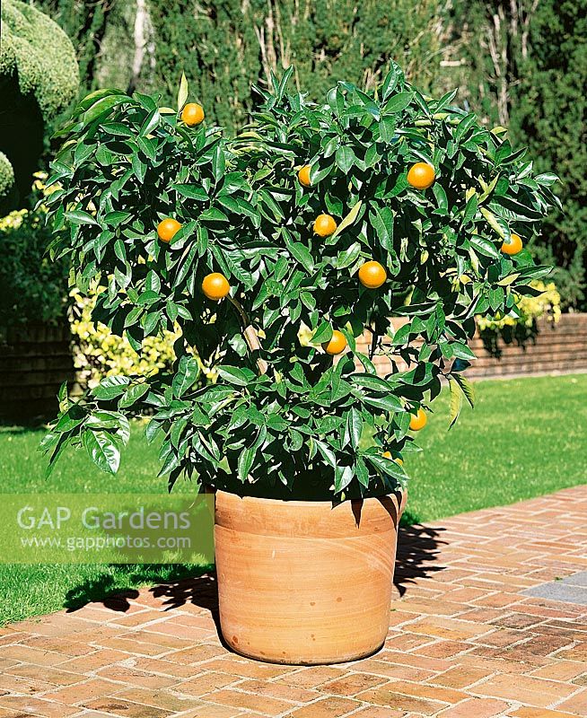 Citrus sinensis Valencia Orange in pot