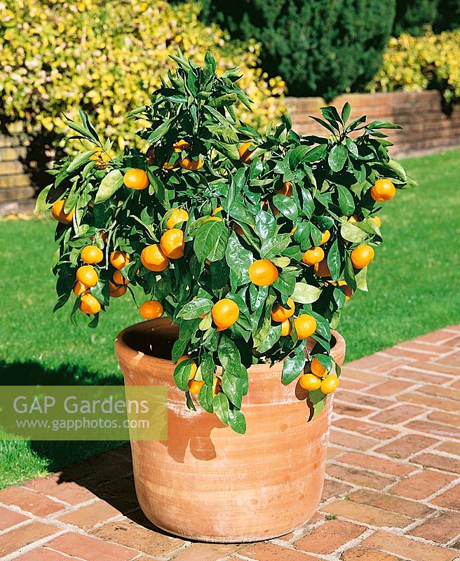 Mandarinenbaum im Topf / Citrus deliciosa Owari Satsuma tree in pot