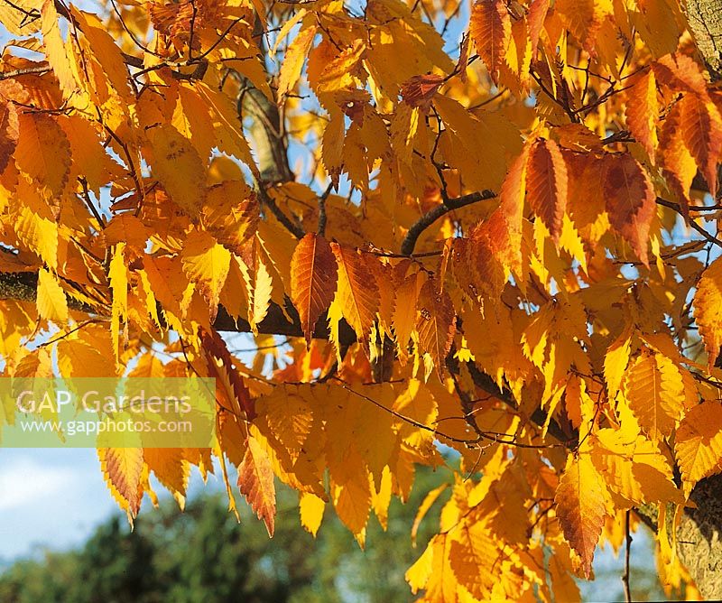Autumn impression mit Zelkova carpinifolia