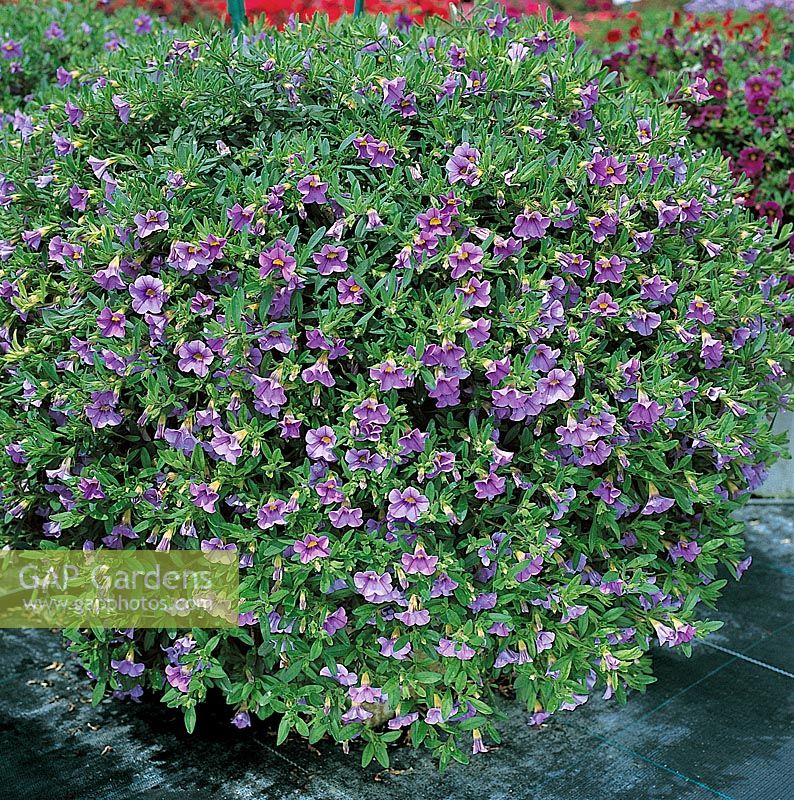 Calibrachoa Mini Famous Lavender in pot