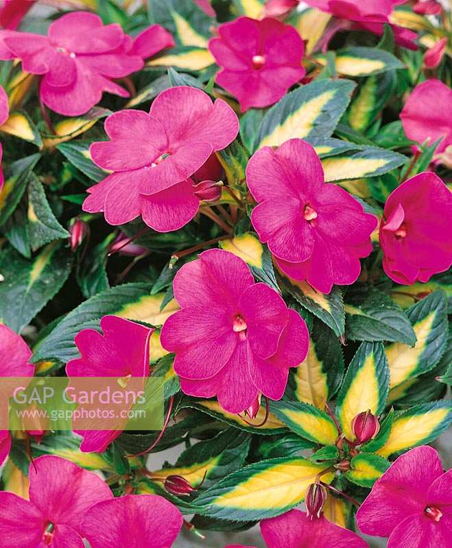 Impatiens New Guinea Sonic Hot Rose on Gold