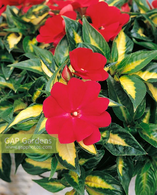 Impatiens New Guinea Sonic Red on Gold