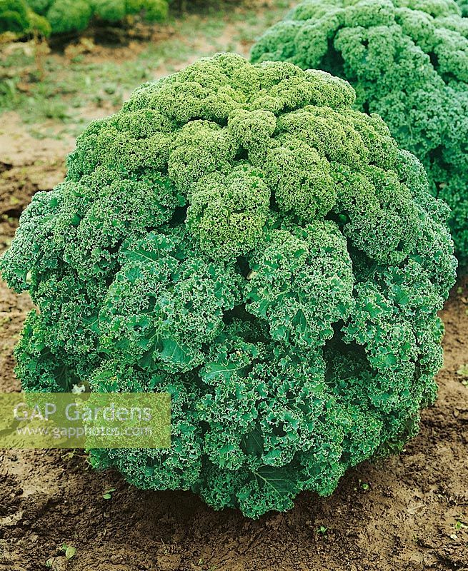 Brassica oleracea var. sabellica Reflex