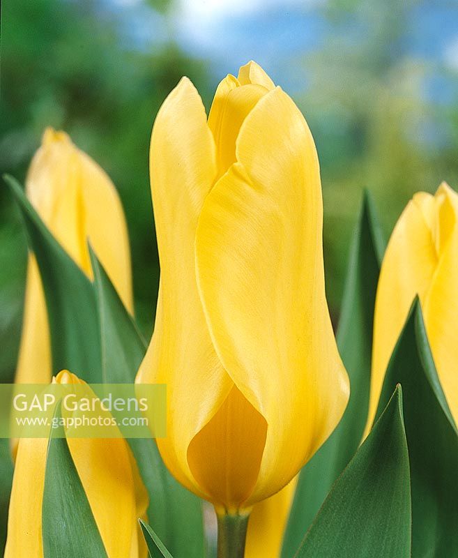 Tulipa fosteriana Yellow Empress
