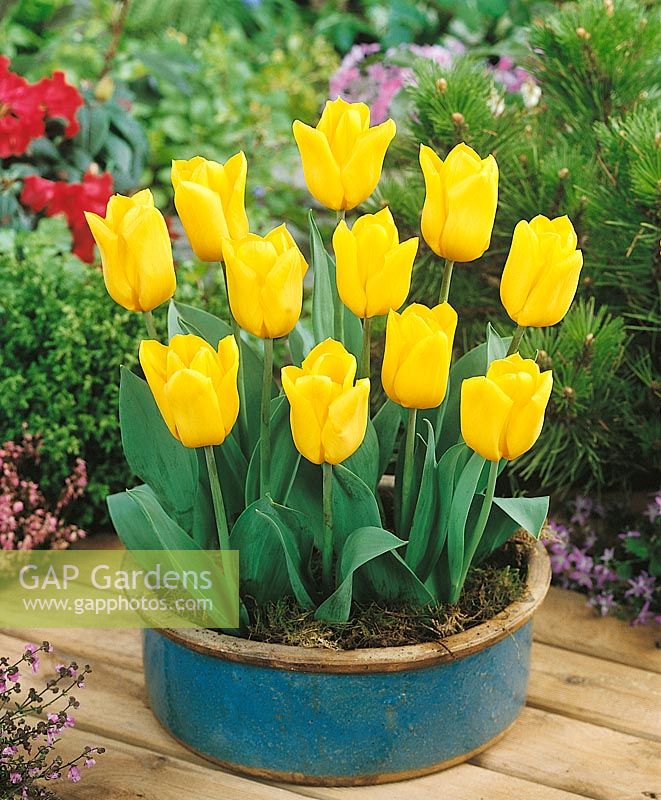 Tulipa Triumph Yellow Flight in pot