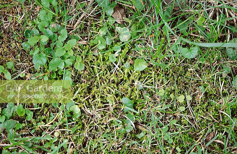 Moos, Unkraut im Rasen / moss, weeds in the lawn