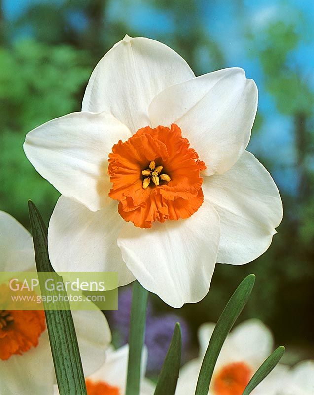 Narcissus Small Cupped Mariandel