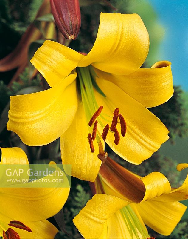 Lilium Trumpet Golden Splendour