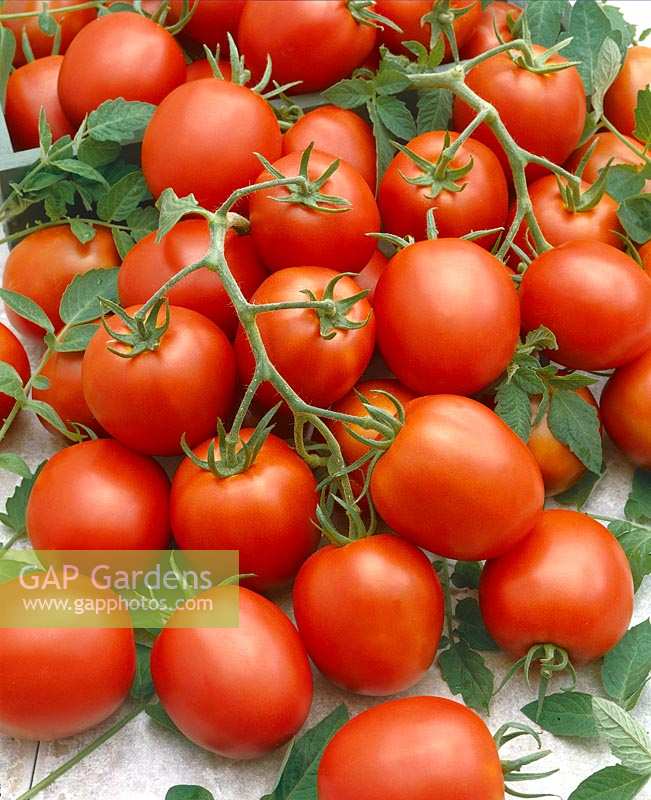 Tomate / Lycopersicon esculentum Orsana
