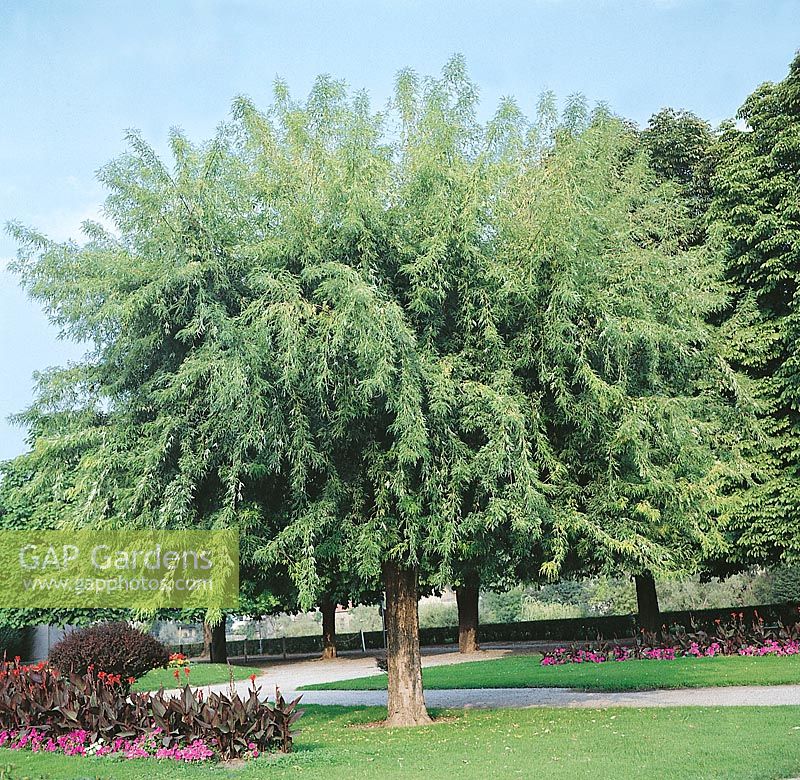 Acer saccharinum Laciniatum Wieri