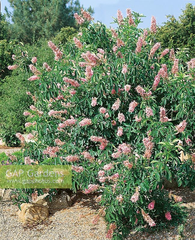Aesculus californica Canyon Pink