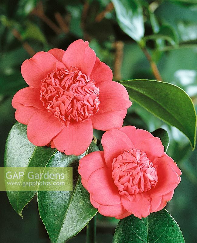 Camellia Waratah