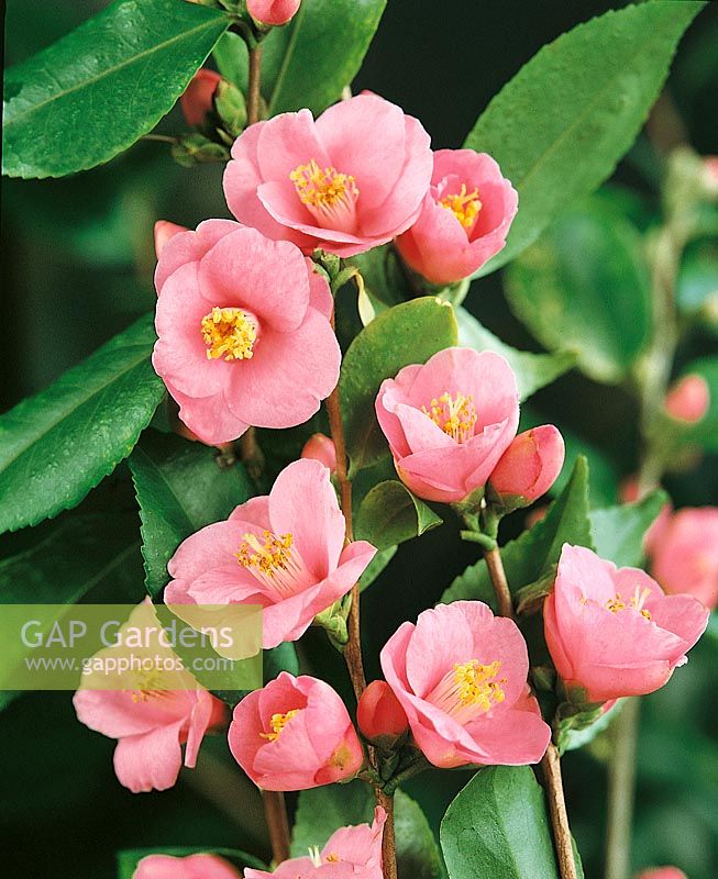 Camellia rosiflora