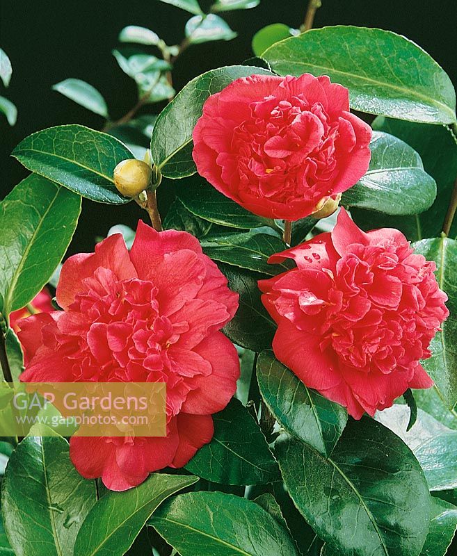Camellia Oliver Honnor