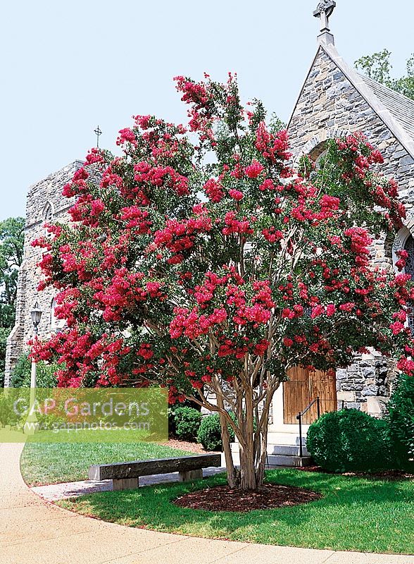Lagerstroemia indica red