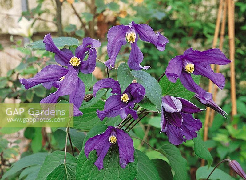 Clematis Blue Pirouette