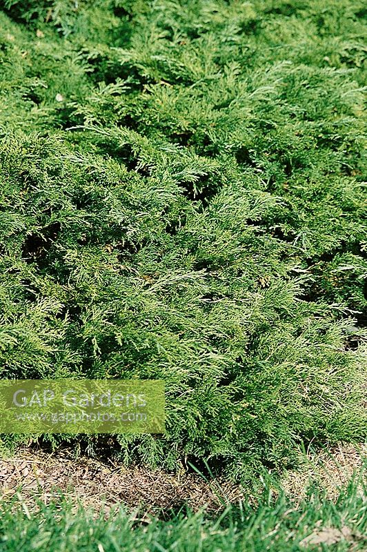 Juniperus sabina Moona