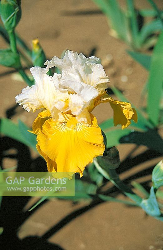 Iris x germanica Gold Frosting