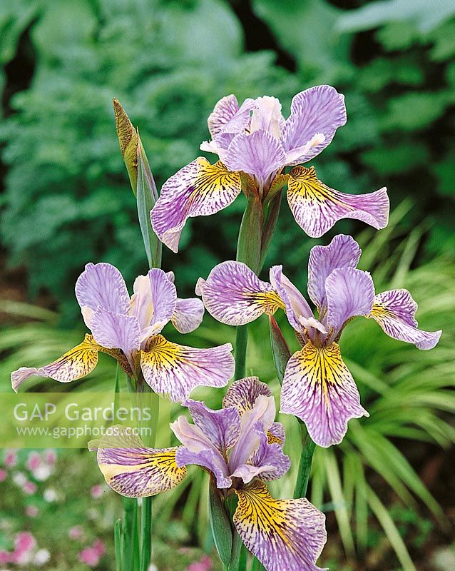 Iris sibirica Fortell