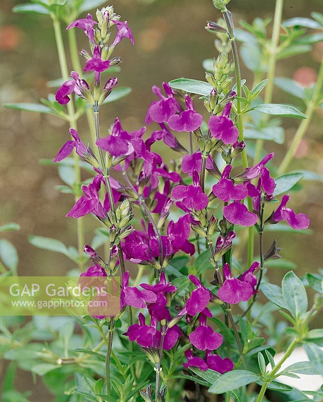 Salvia greggii Purple