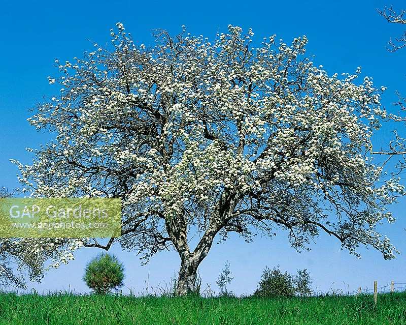 Frühling blühender Apfelbaum/Wiese/Stimmungsbild
