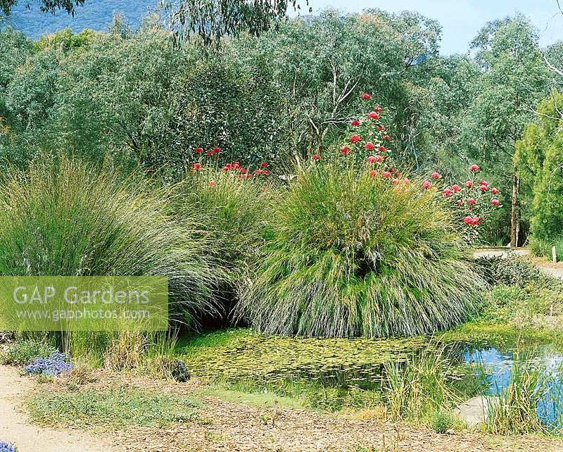 Australischer Garten / Teich