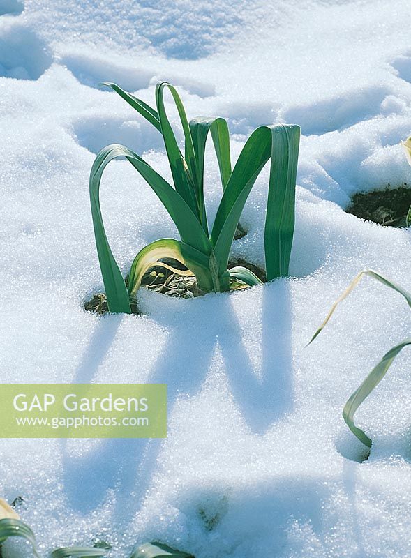 Winter / Gemüsepflanze im Schnee