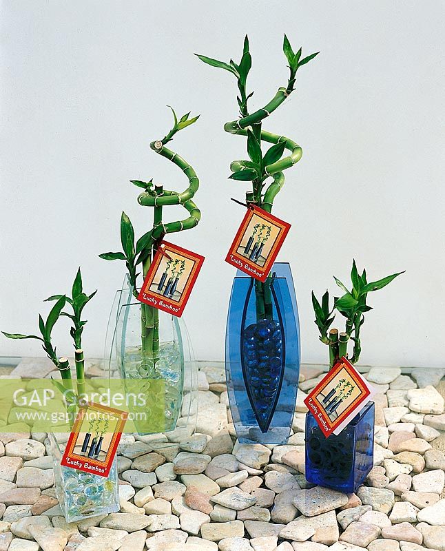 Dracaena sanderiana Lucky Bamboo in Clear Vase