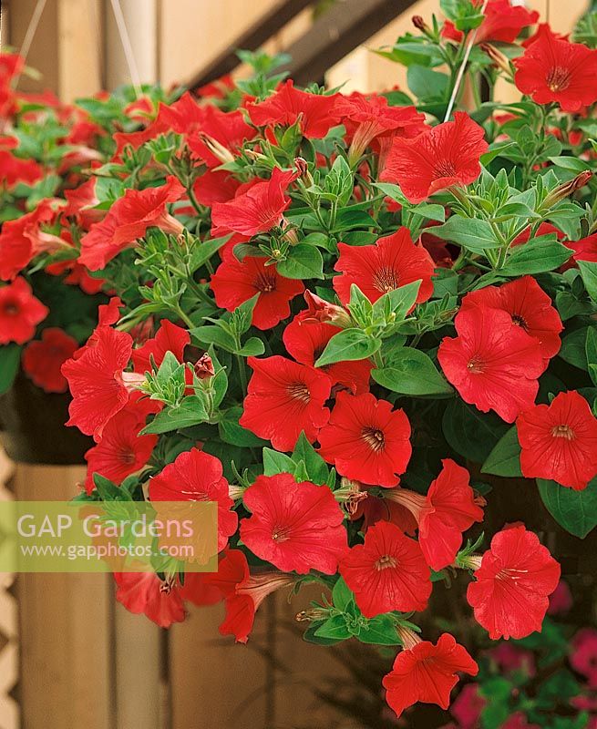 Petunia Avalanche Tropical Red