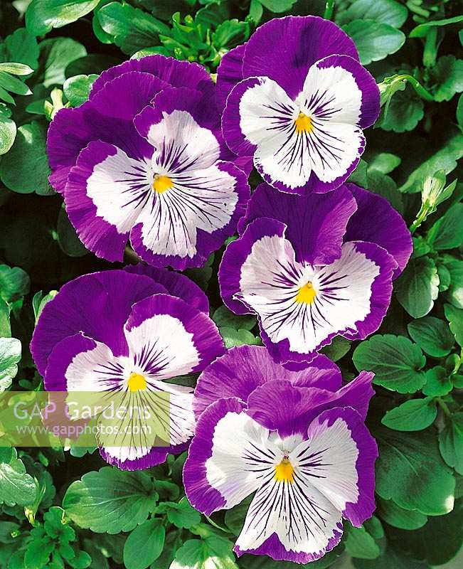 Viola-Wittrockiana-Hybriden Purple White Experimental