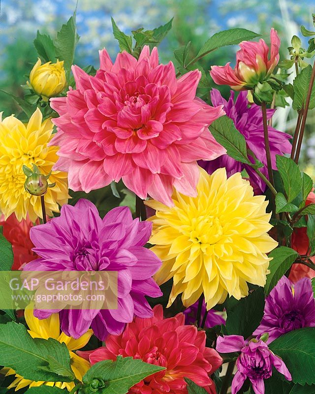 Dahlia Dinnerplate Happy mixed colours
