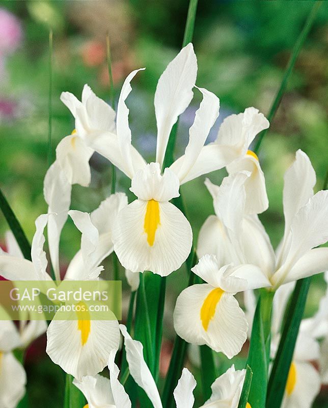 Iris hollandica White Wedgewood