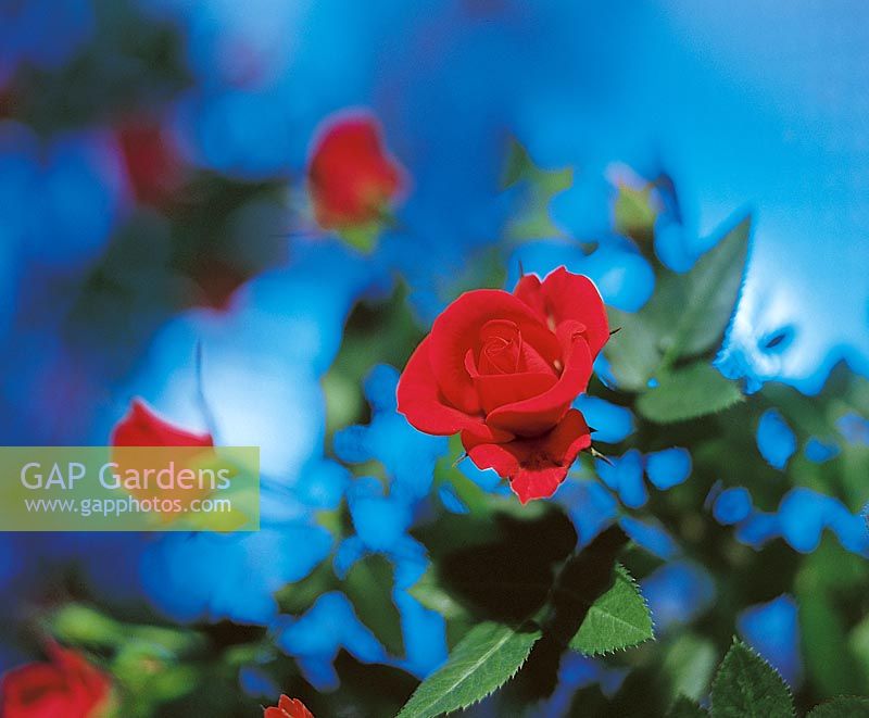 Rosenblüte rot auf blauem Hintergrund