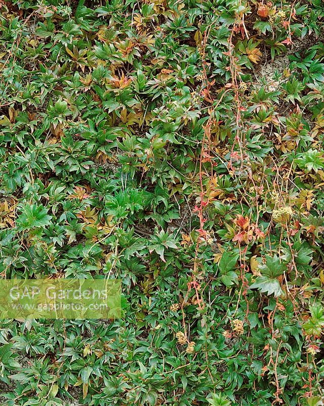 Parthenocissus tricuspidata Lowii