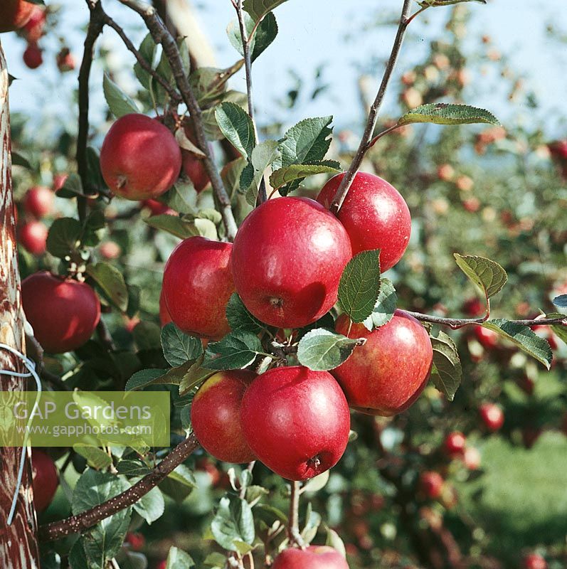 Apfel / Malus domestica Malling Kent
