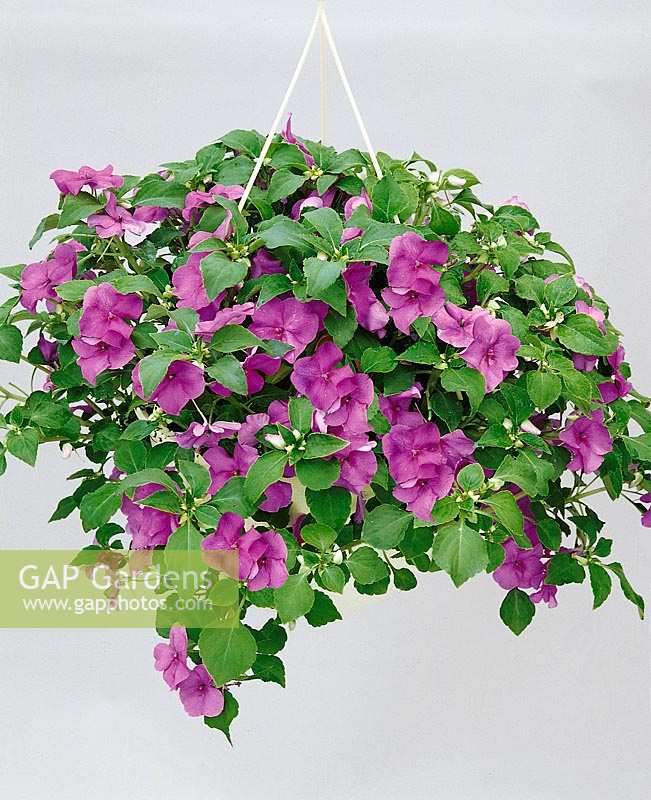 Impatiens walleriana violet in hanging basket