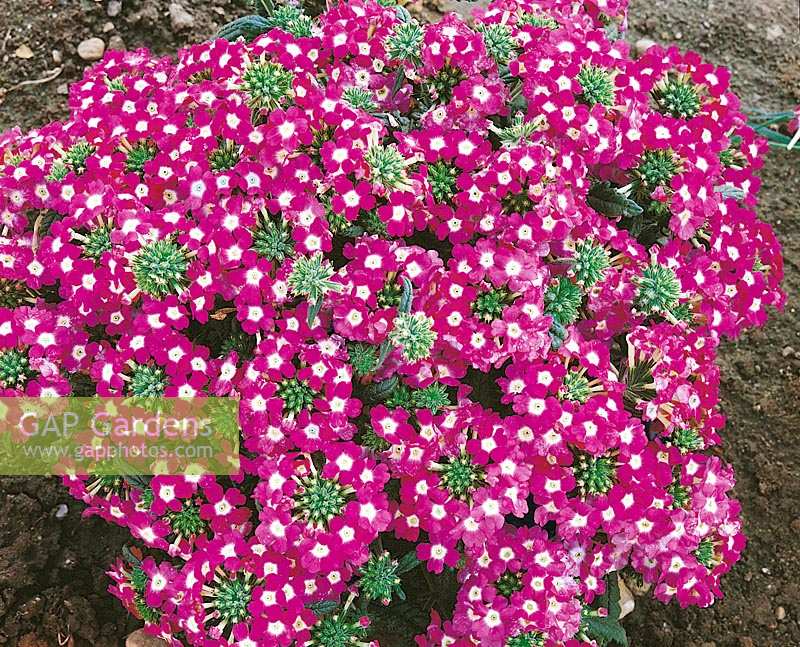 Verbena-Hybriden Novalis pink