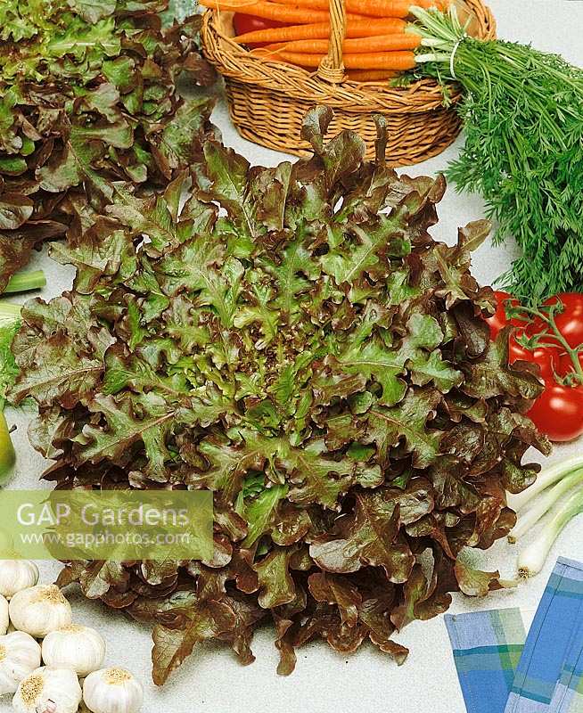 Pflücksalat / Lactuca sativa var.crispa Red Salad Bowl