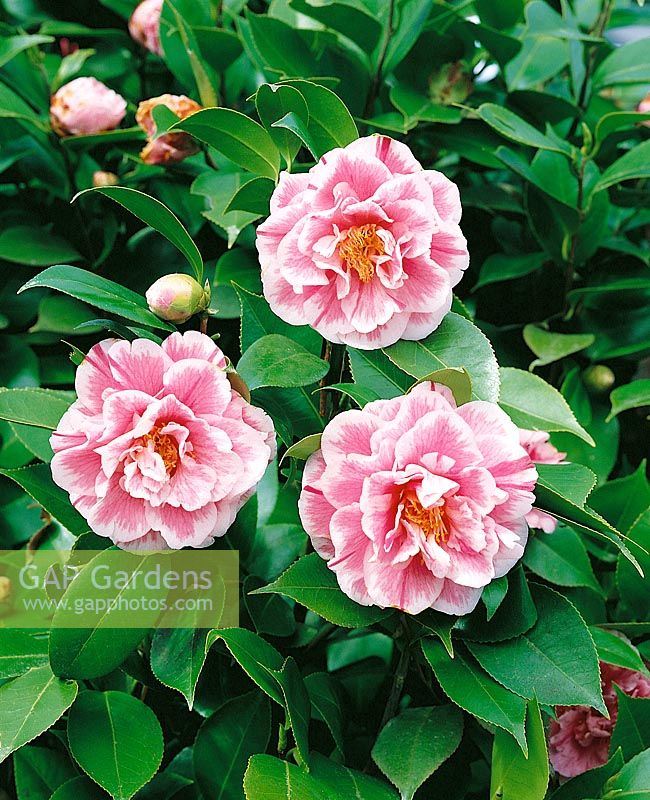 Camellia Souvenir d'Henri Guichard